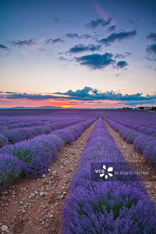 薰衣草田图片素材