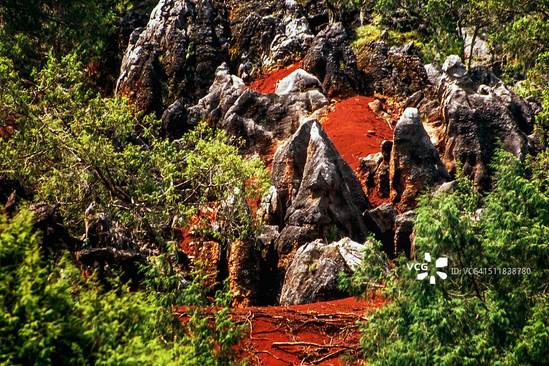 El Madroño，（土壤中的化石）图片素材