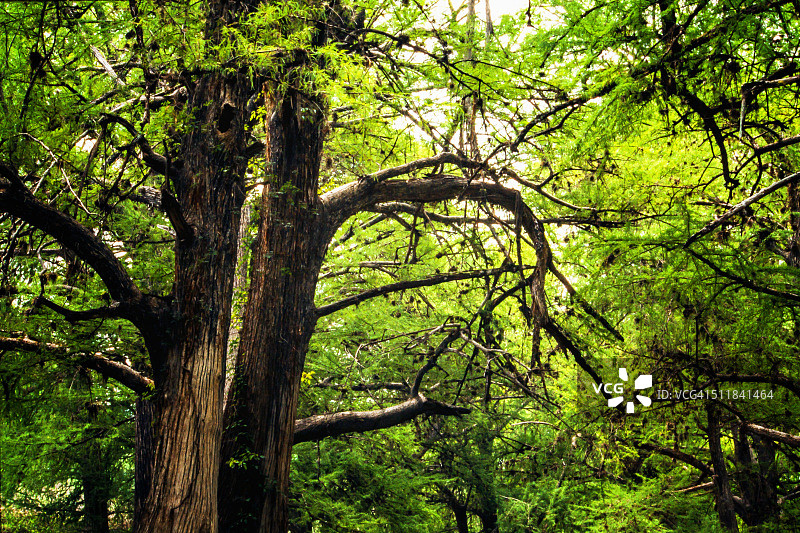 塞拉哈尔潘的树木和河流图片素材
