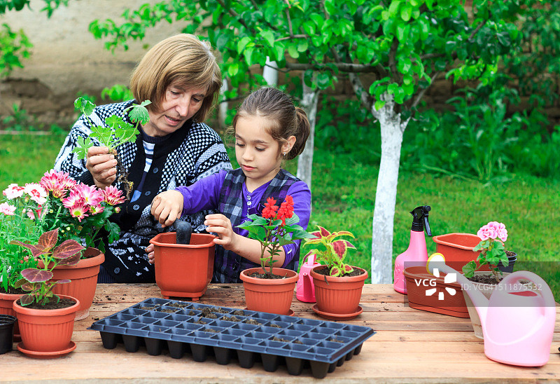 祖母和孙女在花盆里种花图片素材