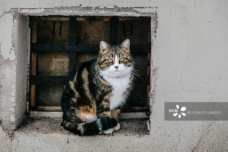 在白俄罗斯维捷布斯克街头的家猫图片素材