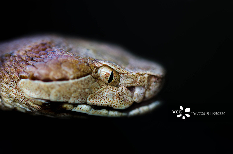 响尾蛇图片素材