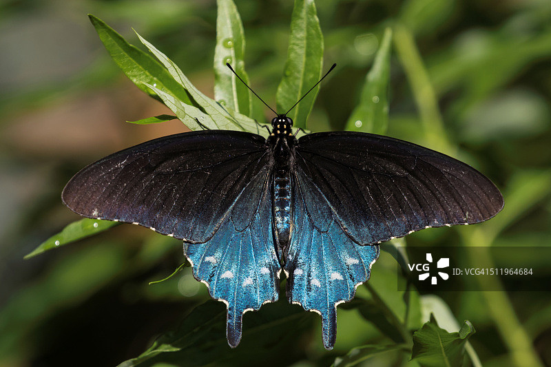 蓝色的燕尾蝶翅膀展开图片素材