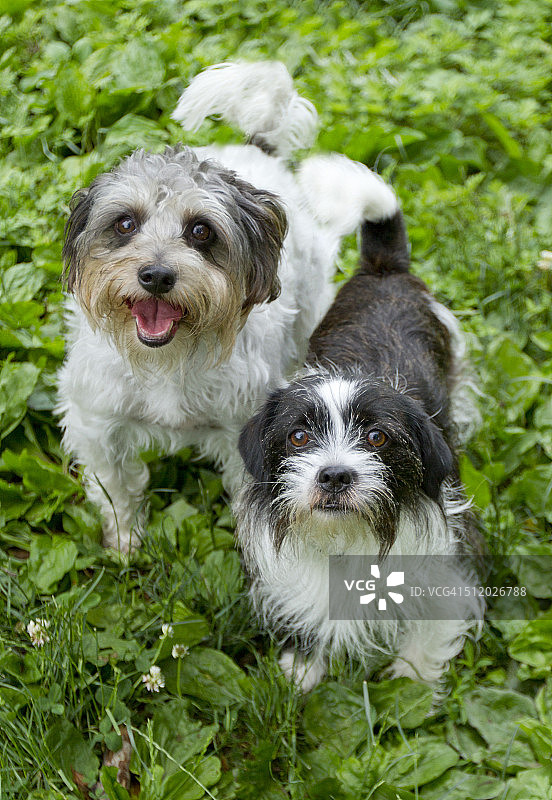 两只混血犬图片素材