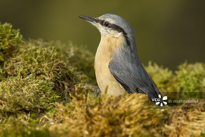 欧亚䴓图片素材