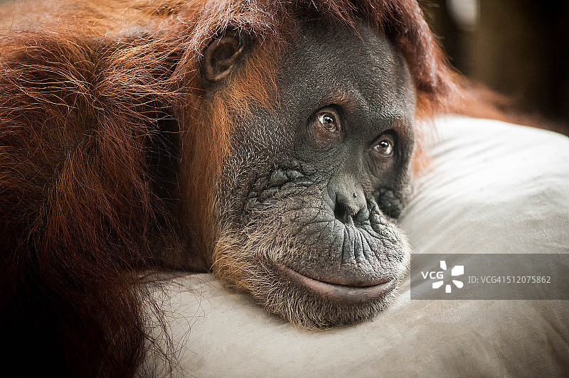 做白日梦的猩猩图片素材