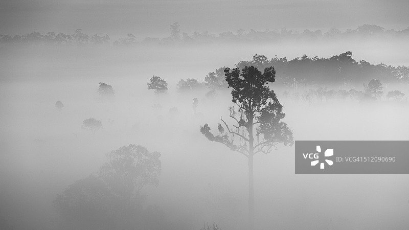 黑白雾景树木图片素材