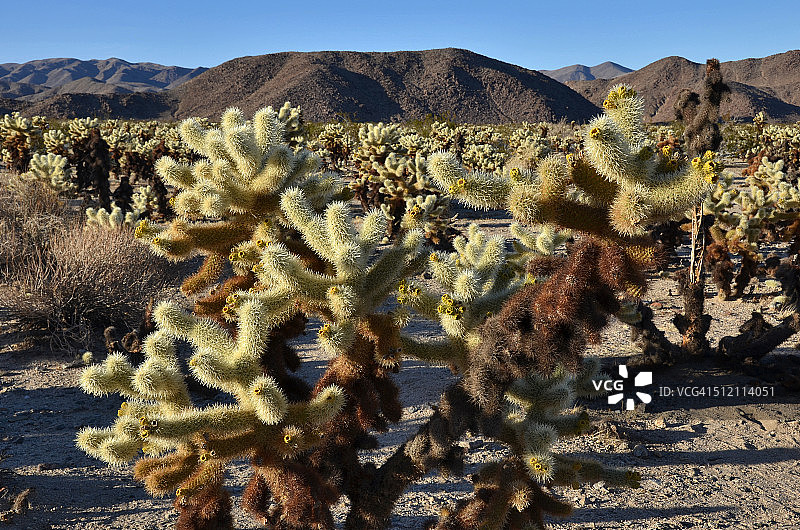 棒状仙人掌花园图片素材