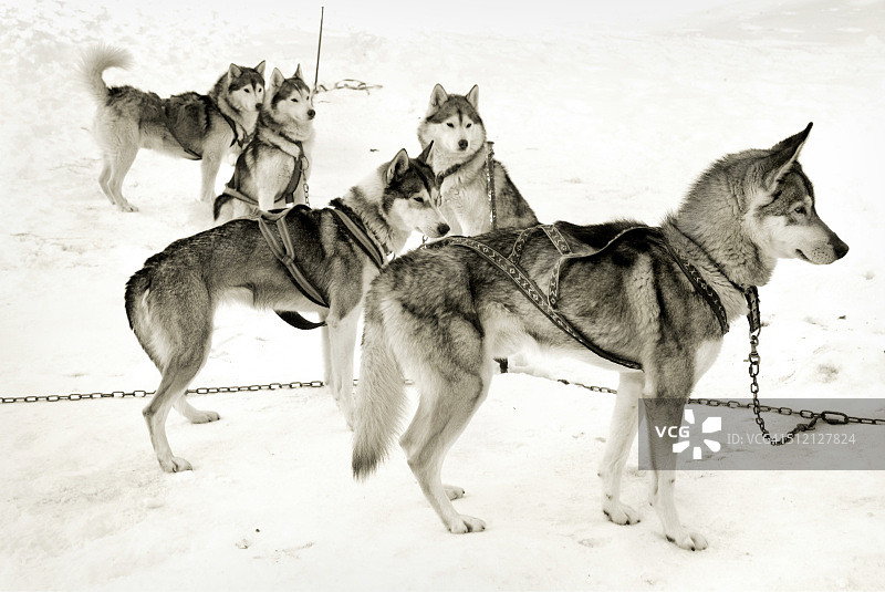 哈士奇 1图片素材