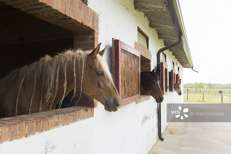马厩里的马图片素材