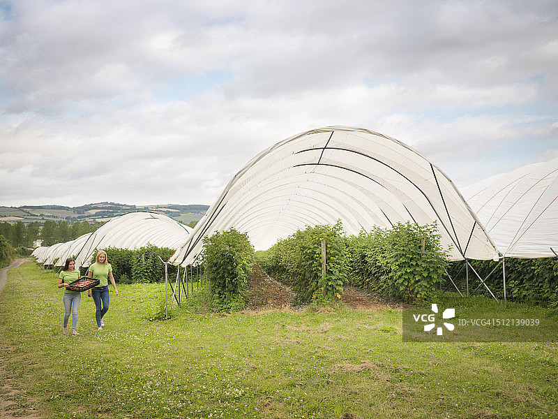 水果农场上走过塑料大棚的水果采摘工图片素材