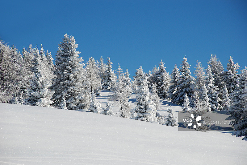 白雪覆盖的冷杉树图片素材