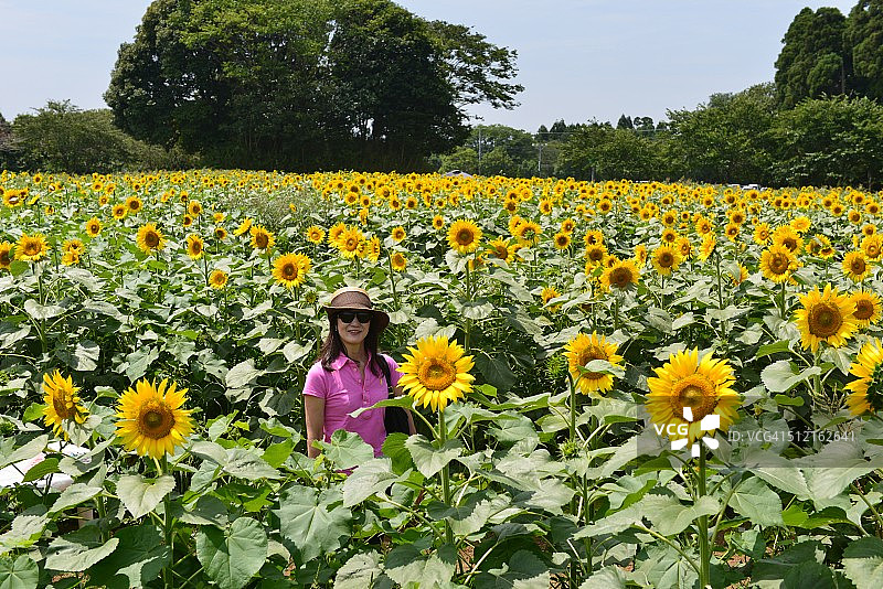在向日葵农场中图片素材