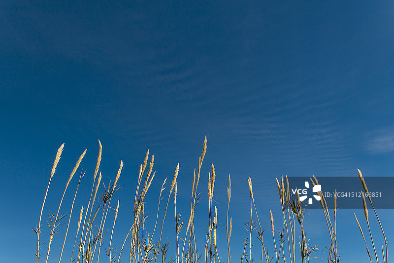 晴朗蓝天下的芦苇图片素材