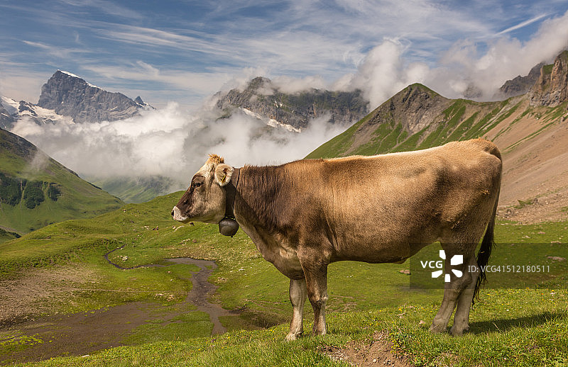 铁力士山前的带铃铛的瑞士奶牛图片素材