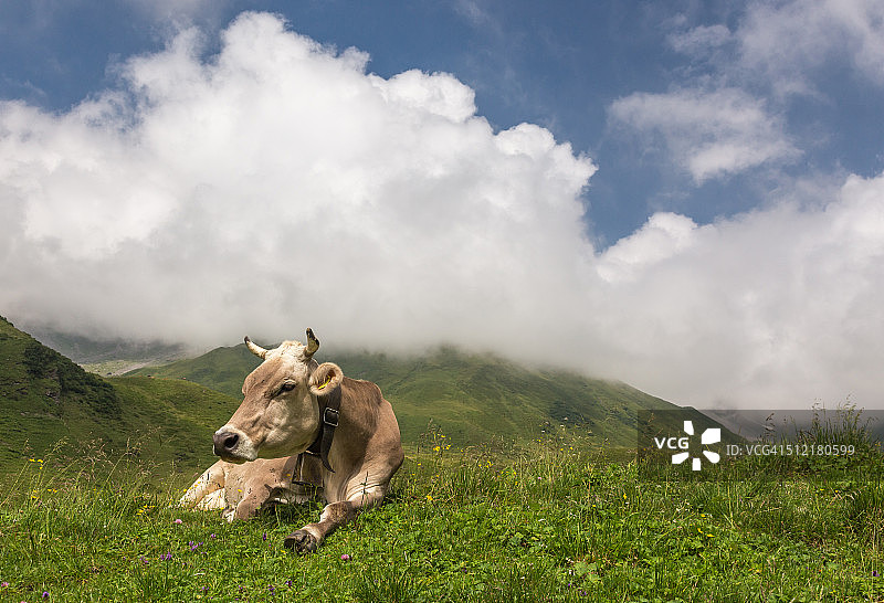 一头佩戴铃铛的瑞士奶牛在草地上休息图片素材