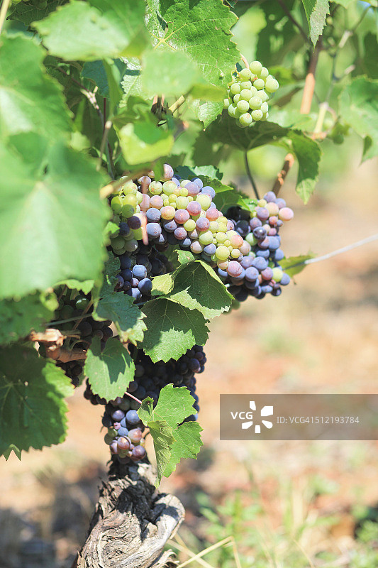 博若莱地区的葡萄种植村庄图片素材