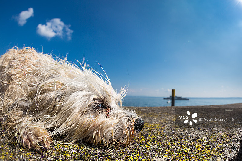 非常疲惫的狗图片素材