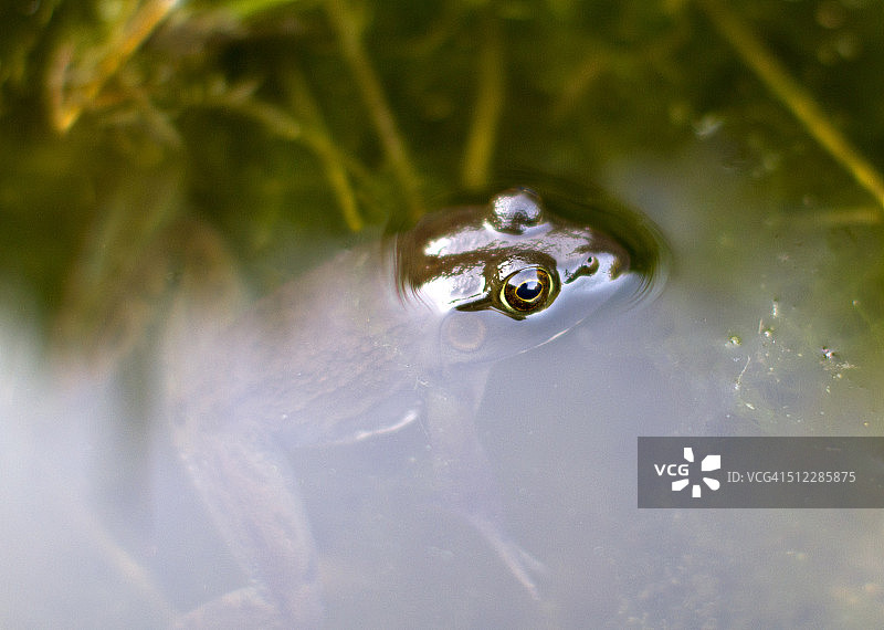 绿青蛙图片素材