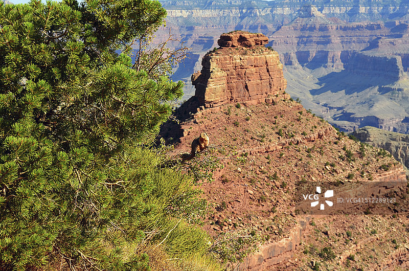 大峡谷松鼠：奥尼尔 Butte南凯巴布步道图片素材