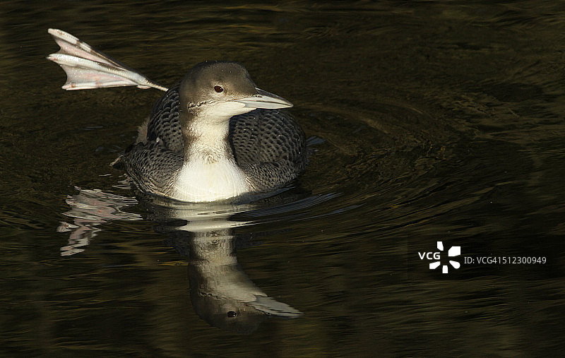 黑喉潜鸟图片素材