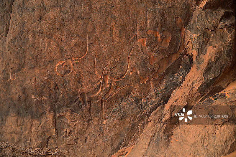 哭泣的奶牛图片素材