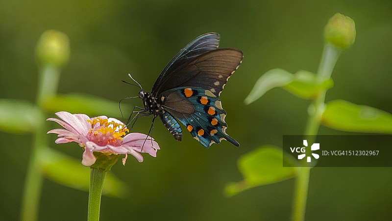 燕尾凤蝶图片素材