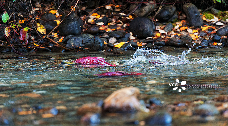 亚当斯河鲑鱼洄游图片素材