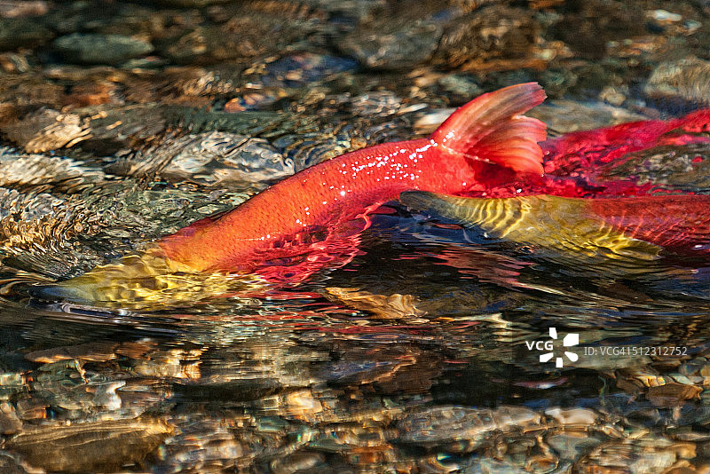 亚当斯河鲑鱼洄游图片素材