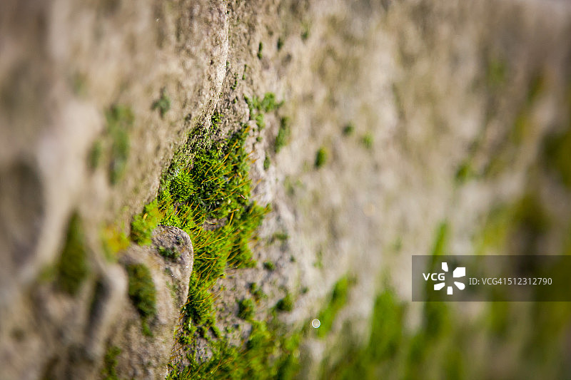 苔藓墙图片素材