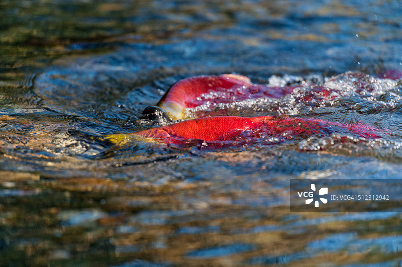 亚当斯河鲑鱼洄游图片素材