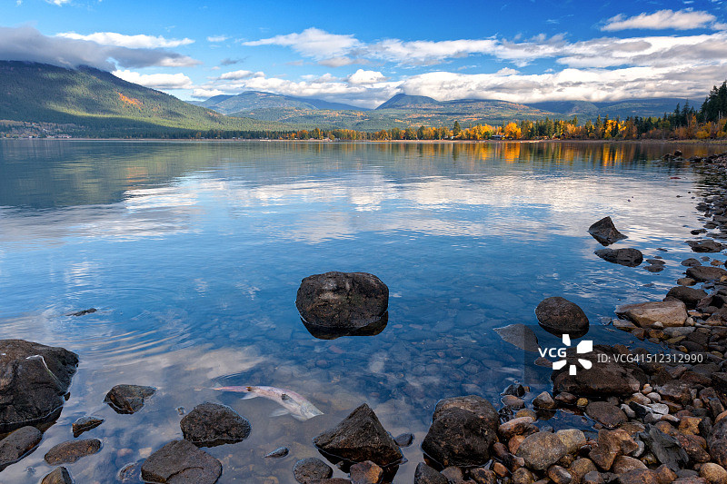 亚当斯河鲑鱼洄游图片素材