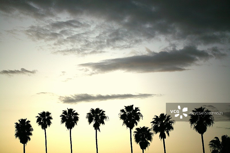 高耸的棕榈树图片素材