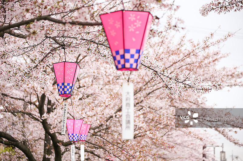 樱花和日式灯笼图片素材