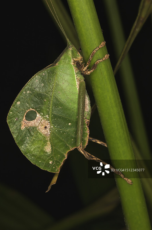 植物茎上的叶蝉图片素材