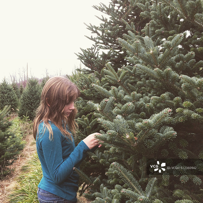 圣诞树农场图片素材