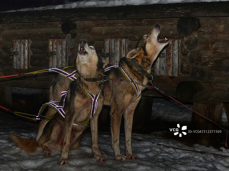 西伯利亚哈士奇在狗拉雪橇前嚎叫图片素材