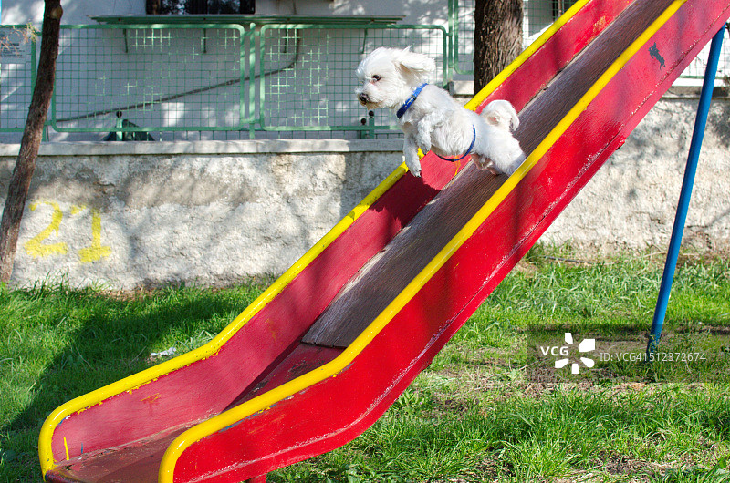 马耳他犬跳跃图片素材