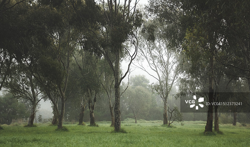 澳大利亚墨尔本郊区雾蒙蒙的灌木地图片素材