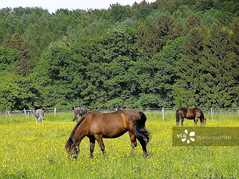 马匹在草地上吃草图片素材