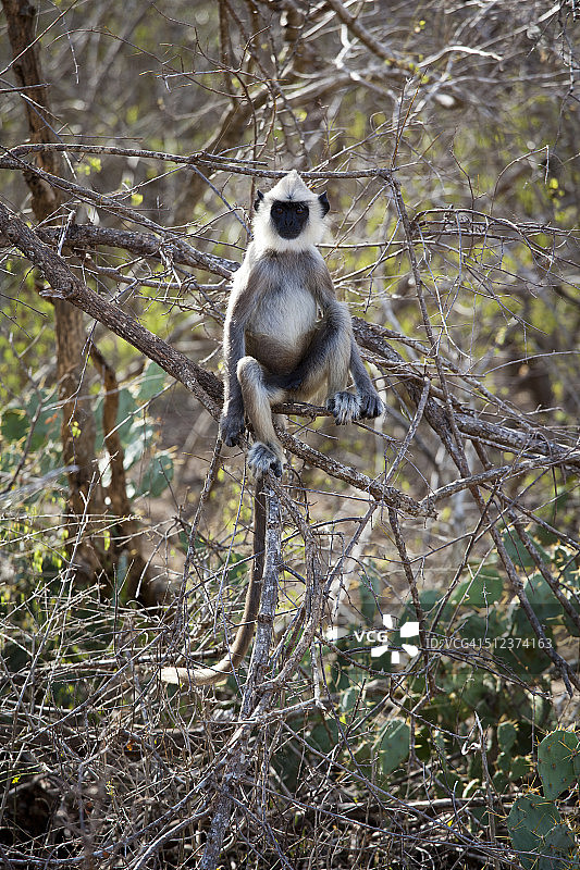 灰叶猴肖像图片素材