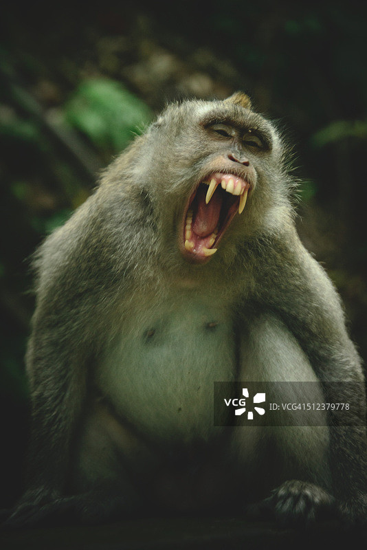 猴子的咆哮图片素材