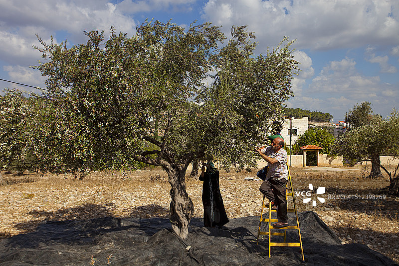 巴勒斯坦杰宁布尔qin橄榄收获图片素材