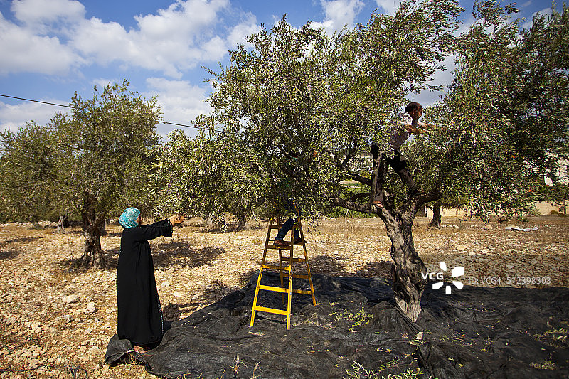 巴勒斯坦杰宁布尔qin橄榄收获图片素材