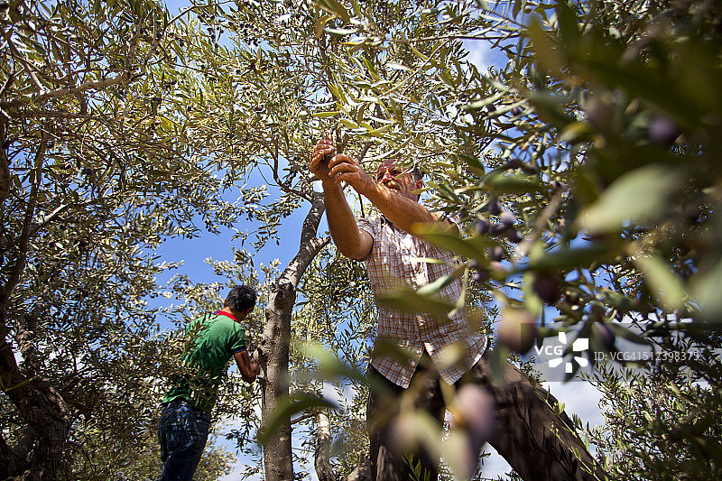 巴勒斯坦杰宁布尔qin橄榄收获图片素材
