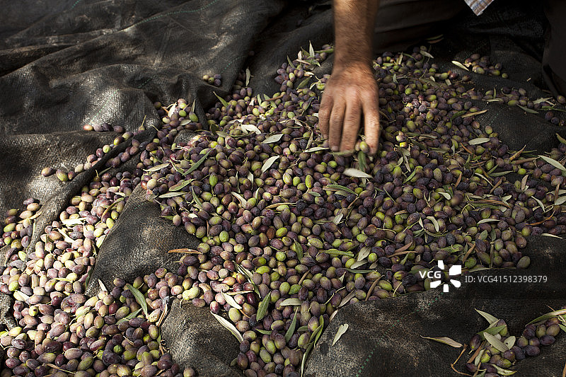 巴勒斯坦杰宁布尔qin橄榄收获图片素材
