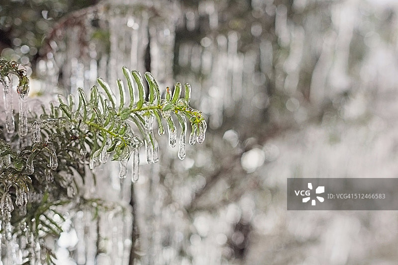 挂满冰柱的紫杉树图片素材