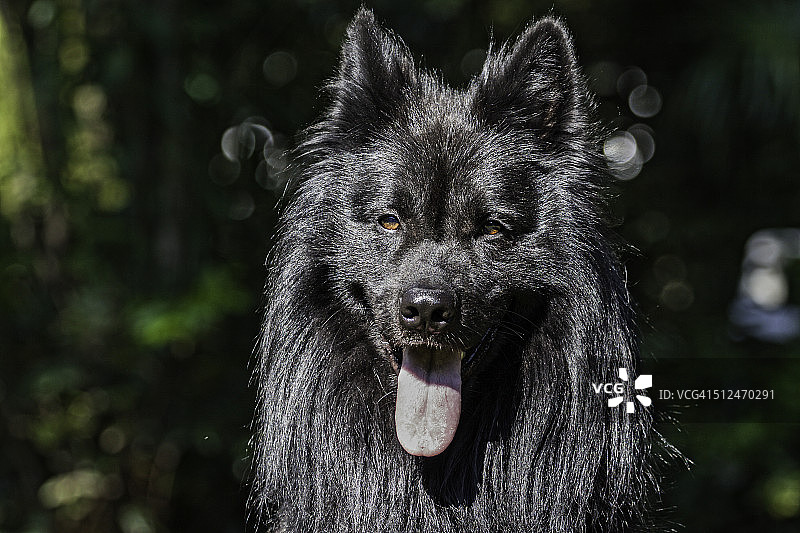 比利时牧羊犬图片素材