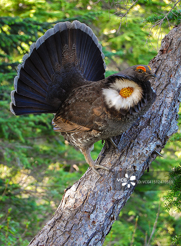 树上的松鸡图片素材