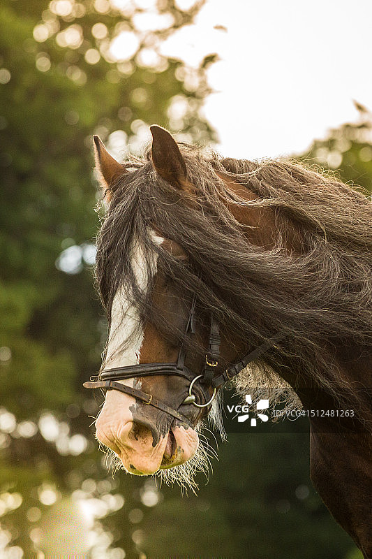 夏尔马图片素材